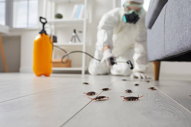 Post-Treatment Bed Bug Interceptor Monitoring in Locust